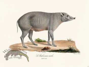 Cuvier 240 The Babiroussa Male